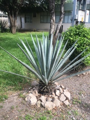 Agave tequilana