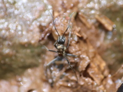 Polyrhachis militaris