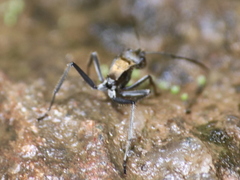 Polyrhachis militaris