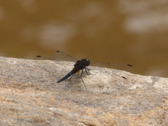 Trithemis dichroa