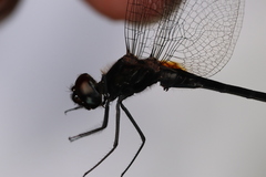 Trithemis dichroa