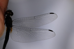 Trithemis dichroa