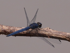 Trithemis pruinata