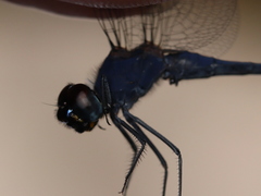 Trithemis pruinata