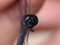 Trithemis pruinata