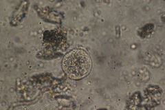 Spirotrichea