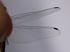 Trithemis pruinata