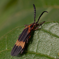 Aphylax lyciformis