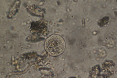 Spirotrichea