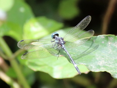 Neodythemis