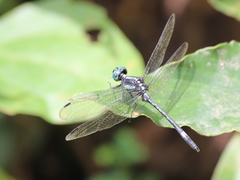 Neodythemis