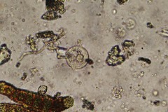Spirotrichea