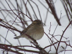 Passer domesticus
