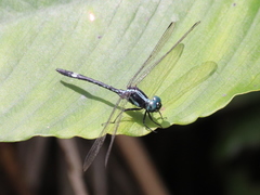 Neodythemis