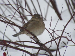 Passer domesticus