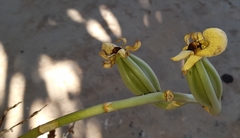 Catasetum viridiflavum
