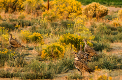 Centrocercus urophasianus