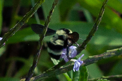 Bombus brasiliensis