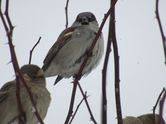 Passer domesticus