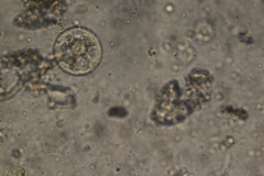 Spirotrichea