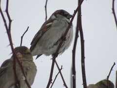 Passer domesticus