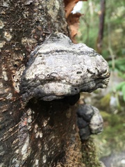 Fomes fomentarius