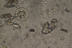 Spirotrichea
