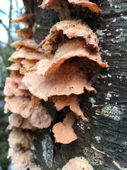 Merulius tremellosus