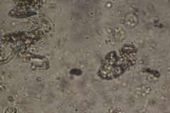 Spirotrichea