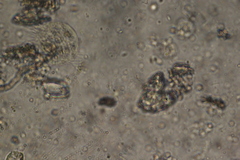 Spirotrichea
