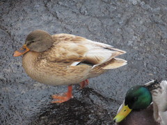Anas platyrhynchos