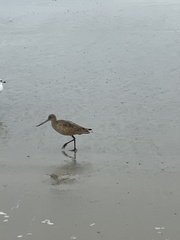 Limosa fedoa