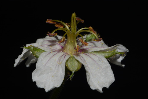 Image of Geranium lentum by (c) Brian Finzel, some rights reserved (CC BY-SA)