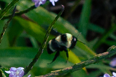 Bombus brasiliensis