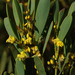 Daviesia emarginata - Photo (c) Russell Cumming, μερικά δικαιώματα διατηρούνται (CC BY-NC), uploaded by Russell Cumming