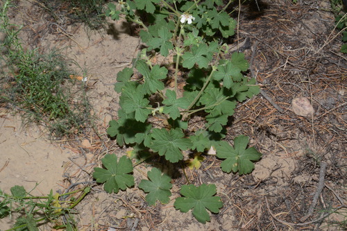 Image of Geranium lentum by (c) Brian Finzel, some rights reserved (CC BY-SA)