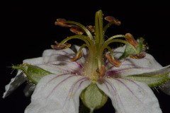 Geranium lentum