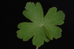 Geranium lentum