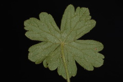 Geranium lentum