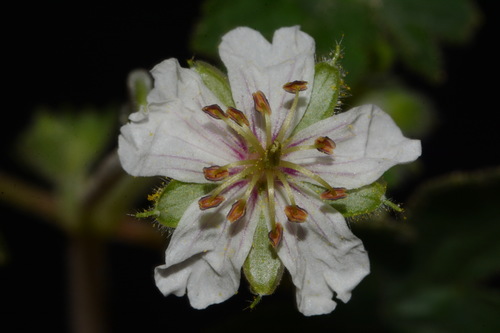 Image of Geranium lentum by (c) Brian Finzel, some rights reserved (CC BY-SA)