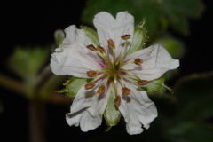 Geranium lentum
