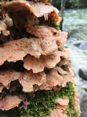 Merulius tremellosus