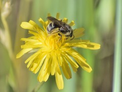 Lasioglossum titusi