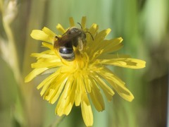 Lasioglossum titusi
