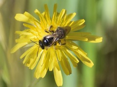 Lasioglossum titusi