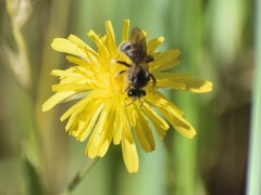 Lasioglossum titusi