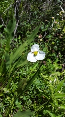 Sagittaria