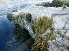 Hygrohypnum luridum