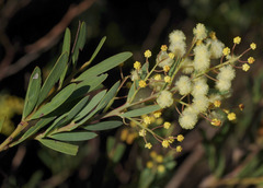 Acacia subcaerulea