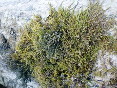 Hygrohypnum luridum